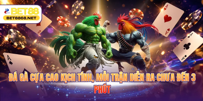 da ga cua cao kich tinh moi tran dien ra chua den 3 phut Đá gà cựa cao kịch tính, mỗi trận diễn ra chưa đến 3 phút